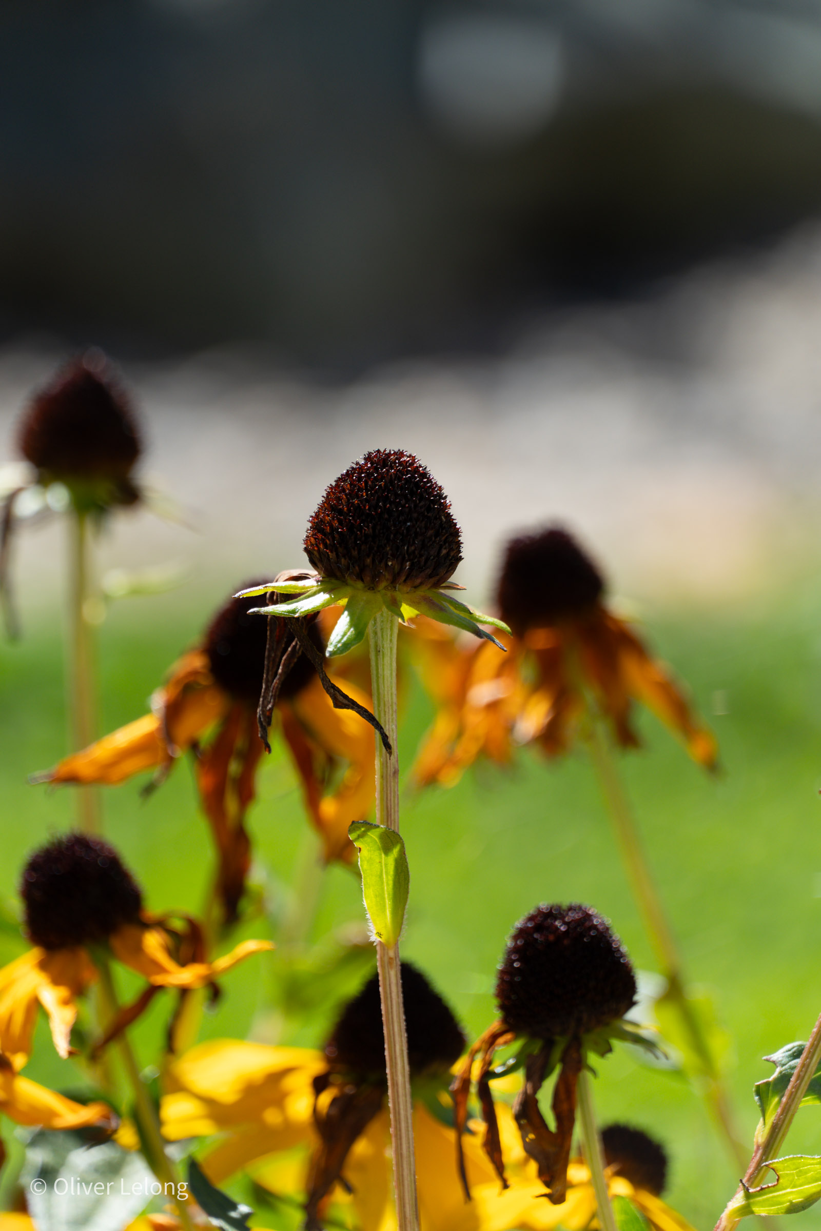 Sonnenblumen