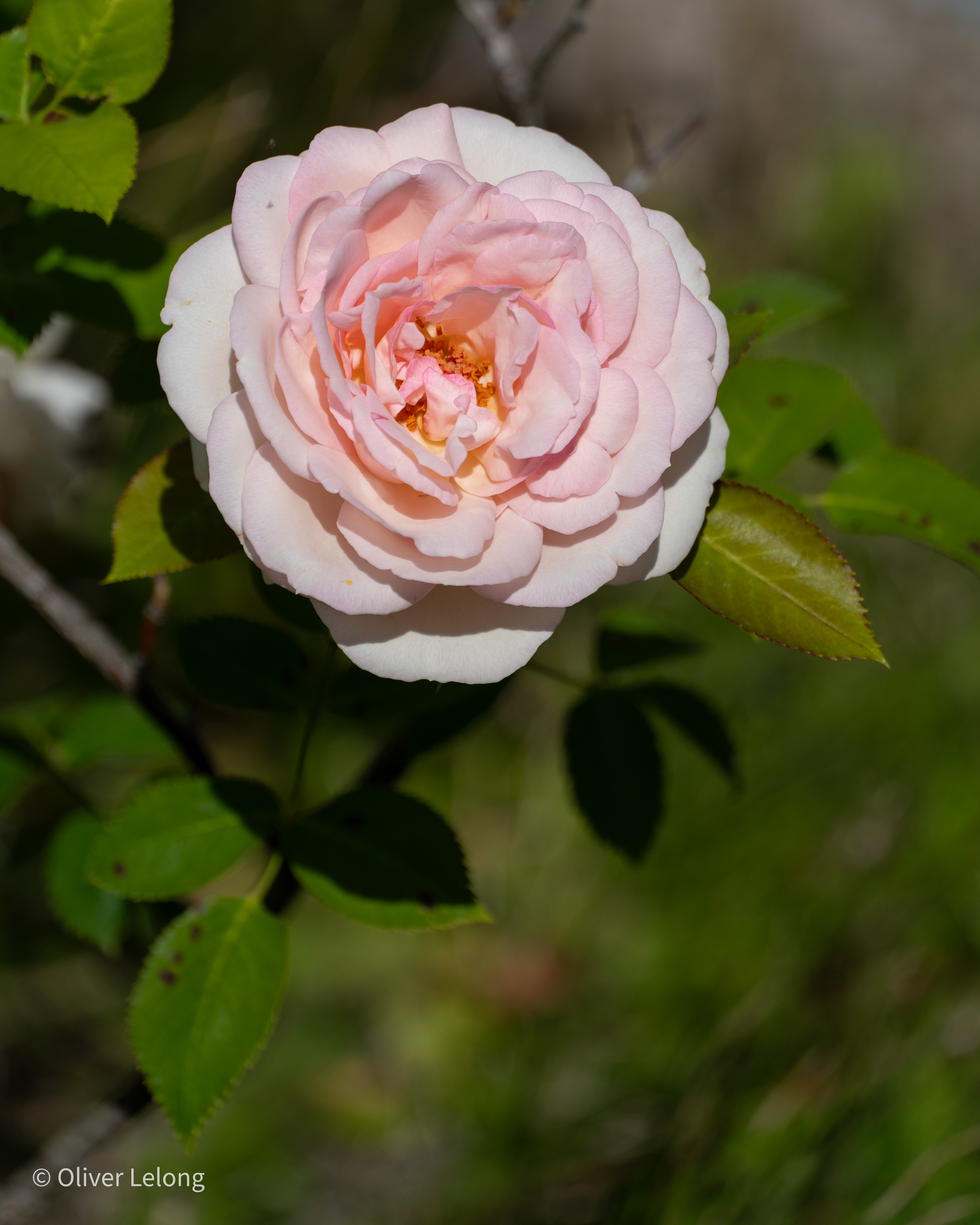 Rose in Mähringen
