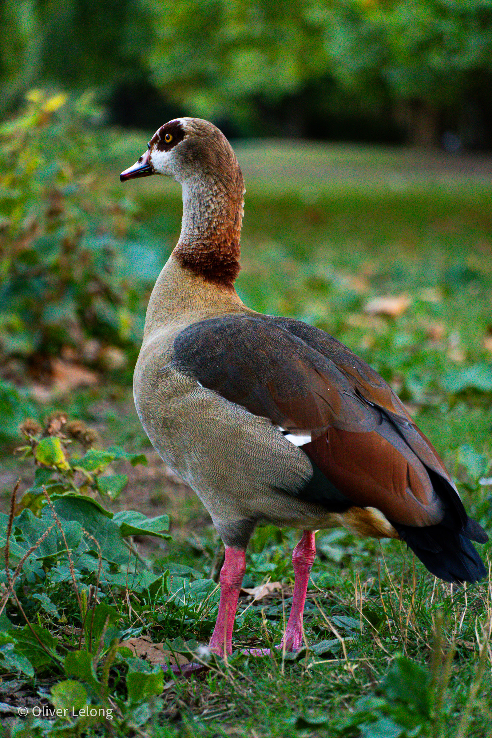 Nilgans